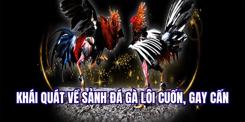 Khám phá về sảnh chọi gà Vin88 Khám phá về sảnh chọi gà Vin88