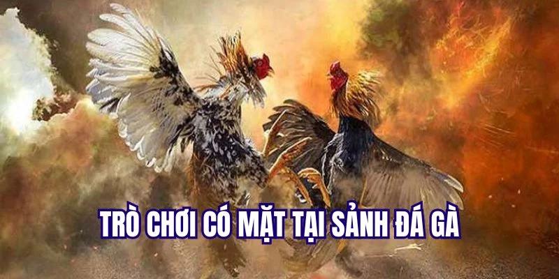 Những siêu phẩm đang có mặt tại sảnh đá gà Những siêu phẩm đang có mặt tại sảnh đá gà